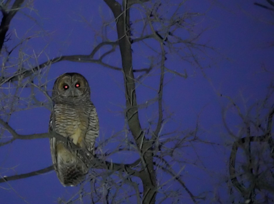 Rufous-legged Owl - Sergio Jaque Bopp