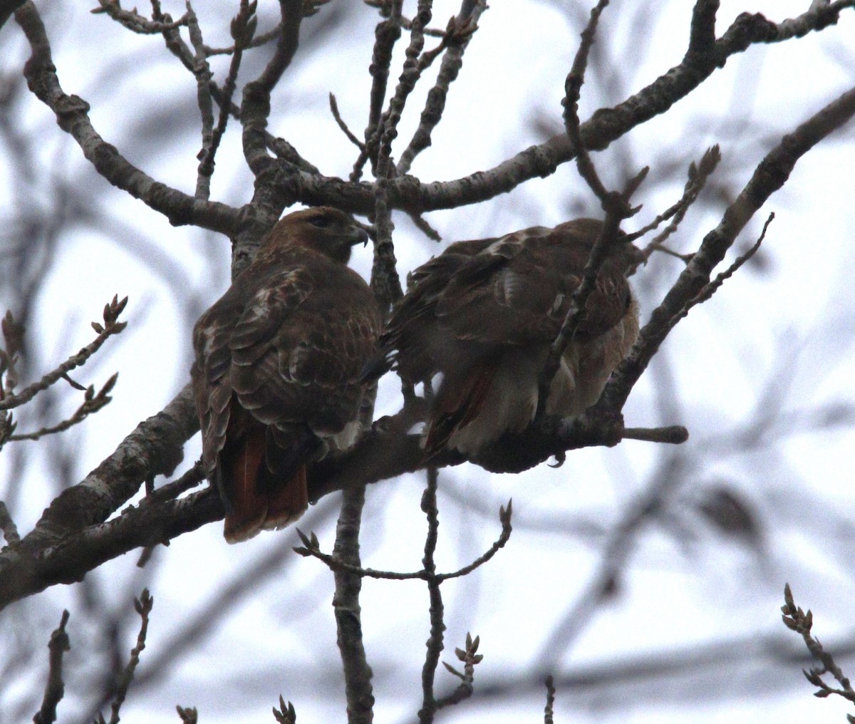 Red-tailed Hawk - ML613105505