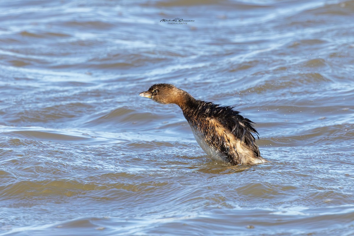 Pied-billed Grebe - ML613105527