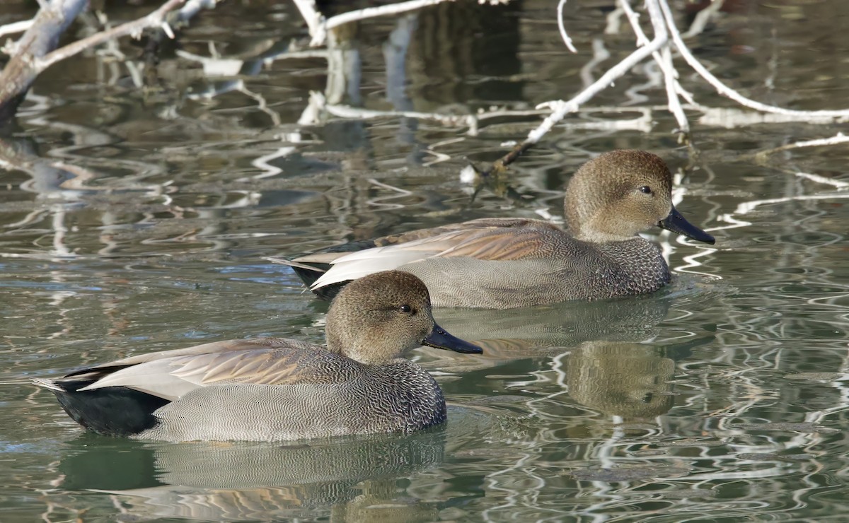 Gadwall - ML613105569