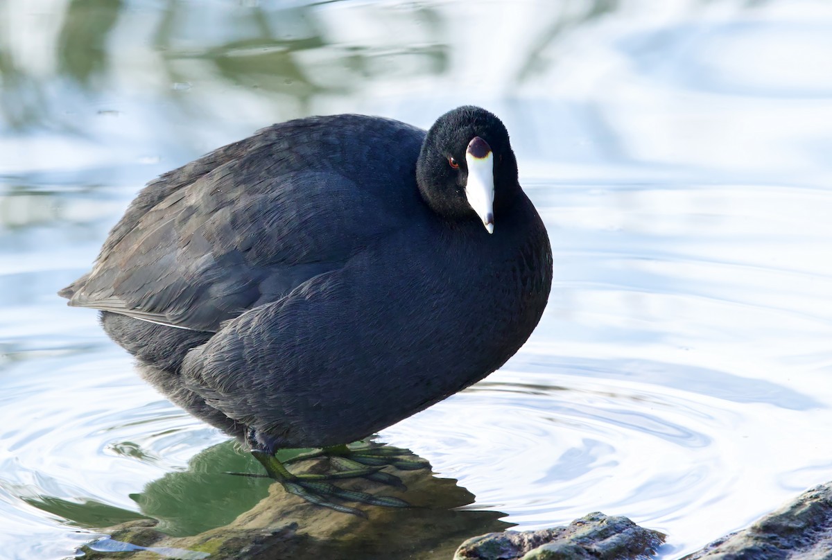 American Coot (Red-shielded) - ML613105597