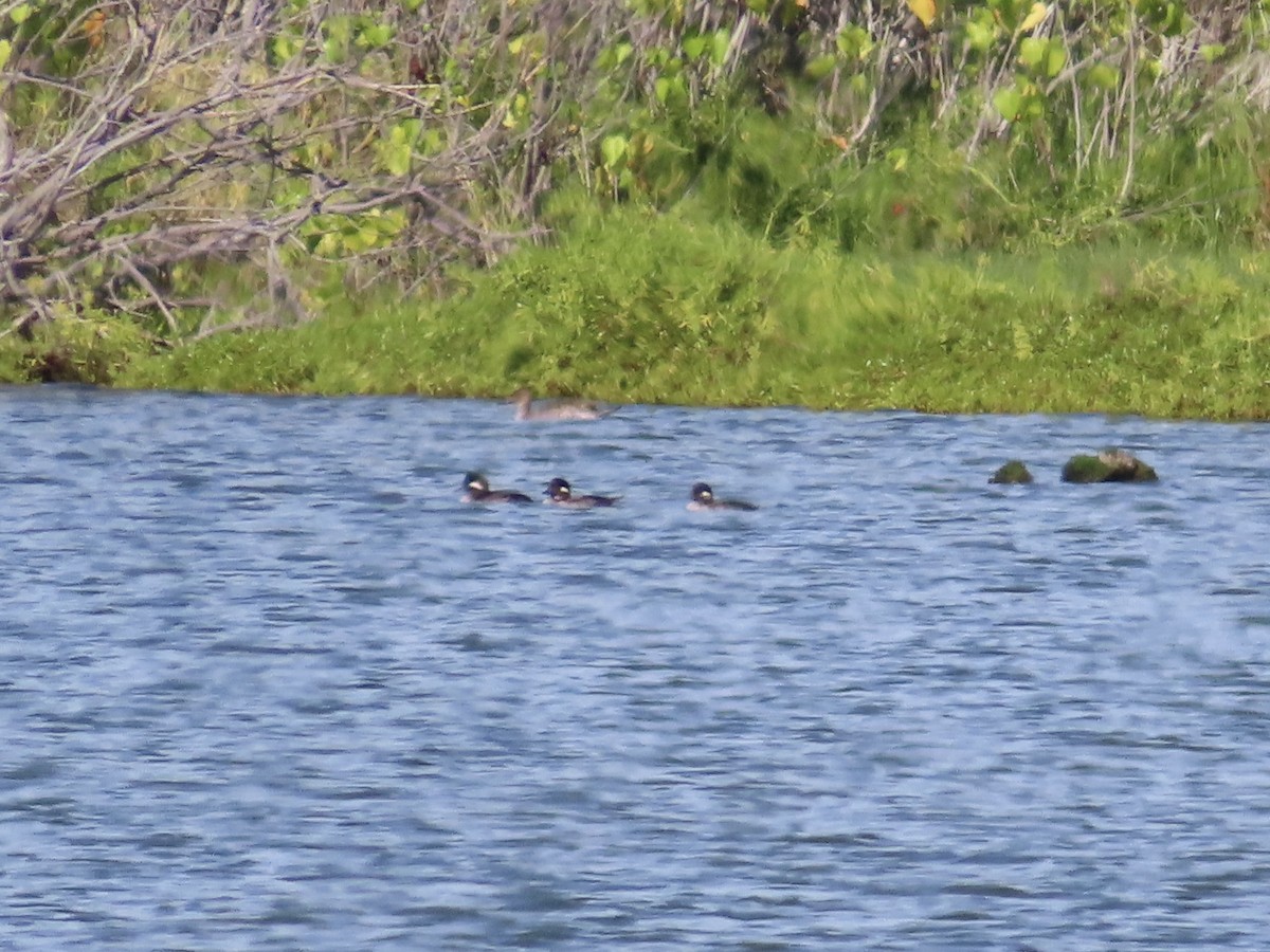 Bufflehead - ML613105602