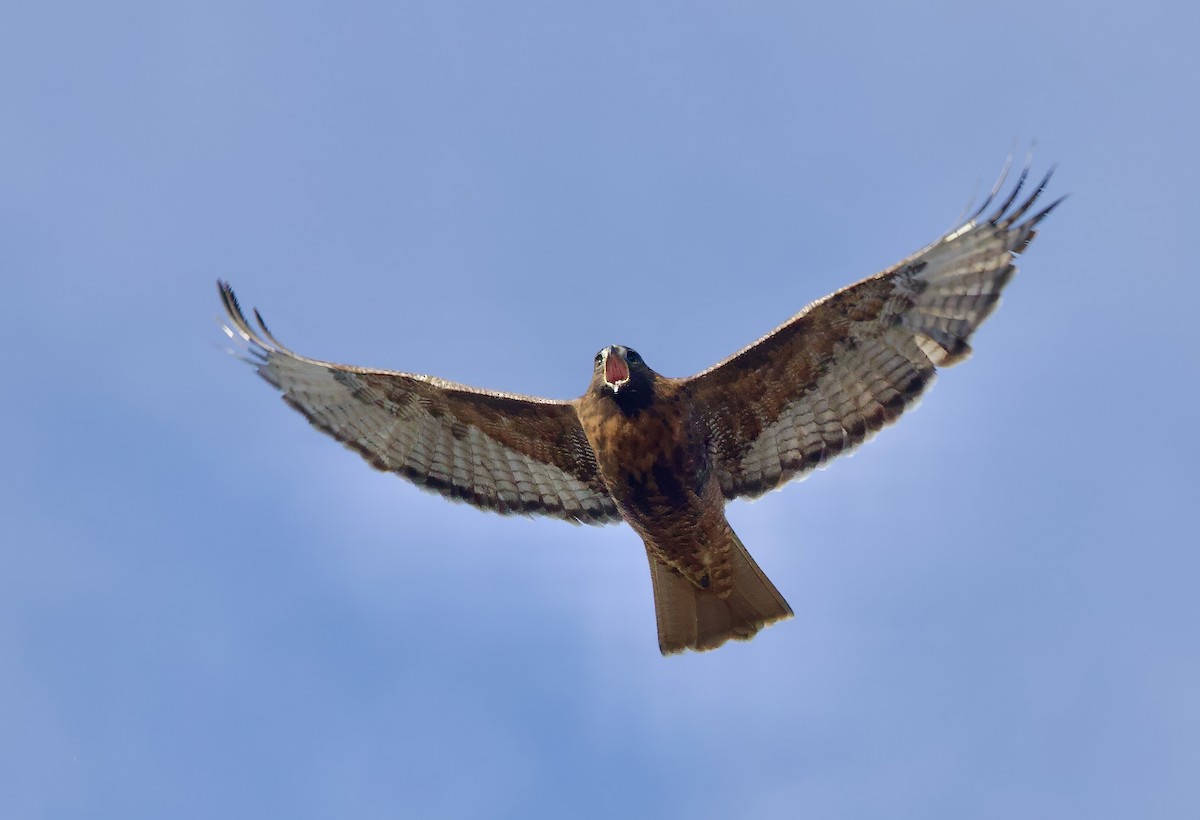 Red-tailed Hawk - ML613105614