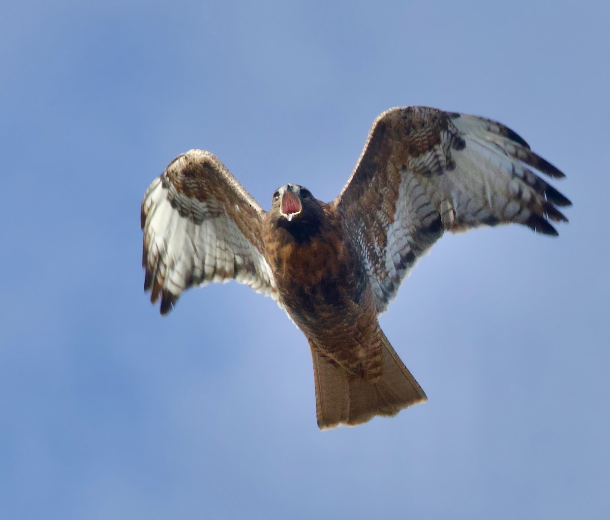 Red-tailed Hawk - ML613105615