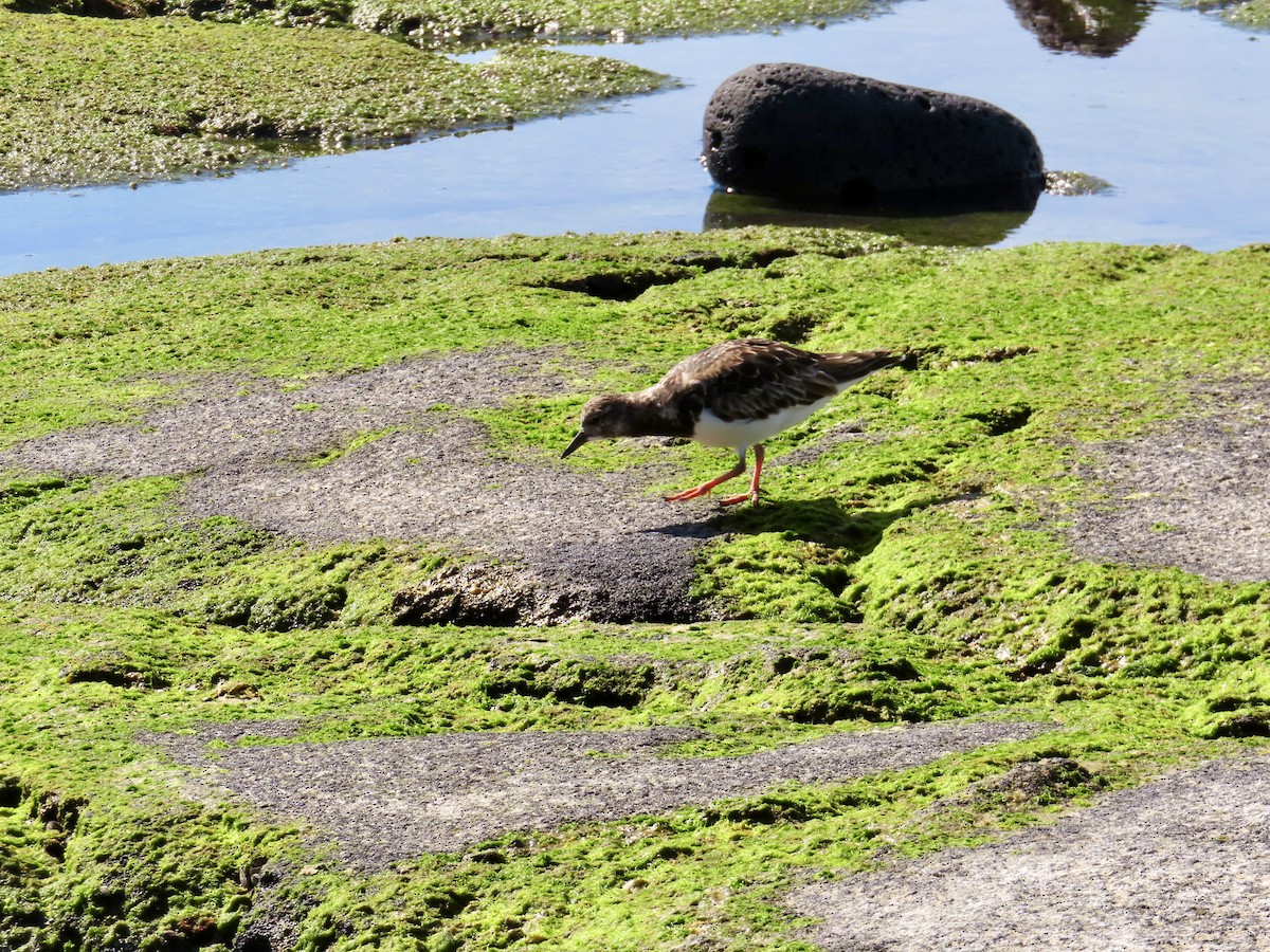 Ruddy Turnstone - Matt Johnson