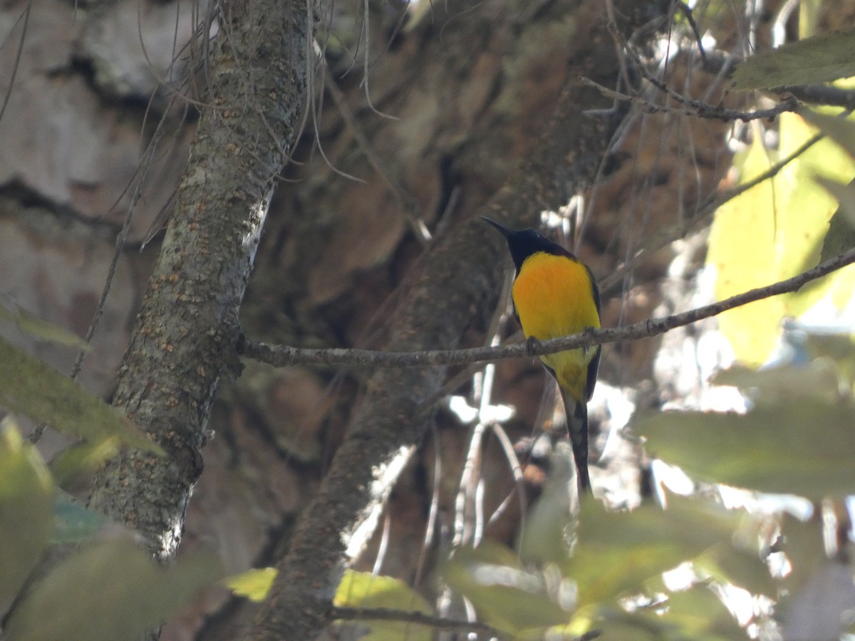 Green-tailed Sunbird - ML613105709