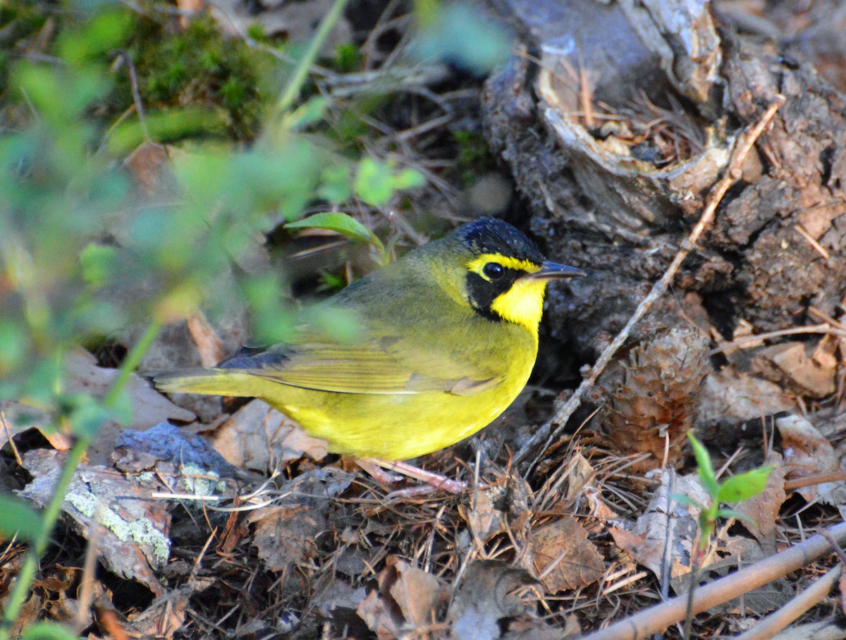 Kentucky Warbler - Ben Peters