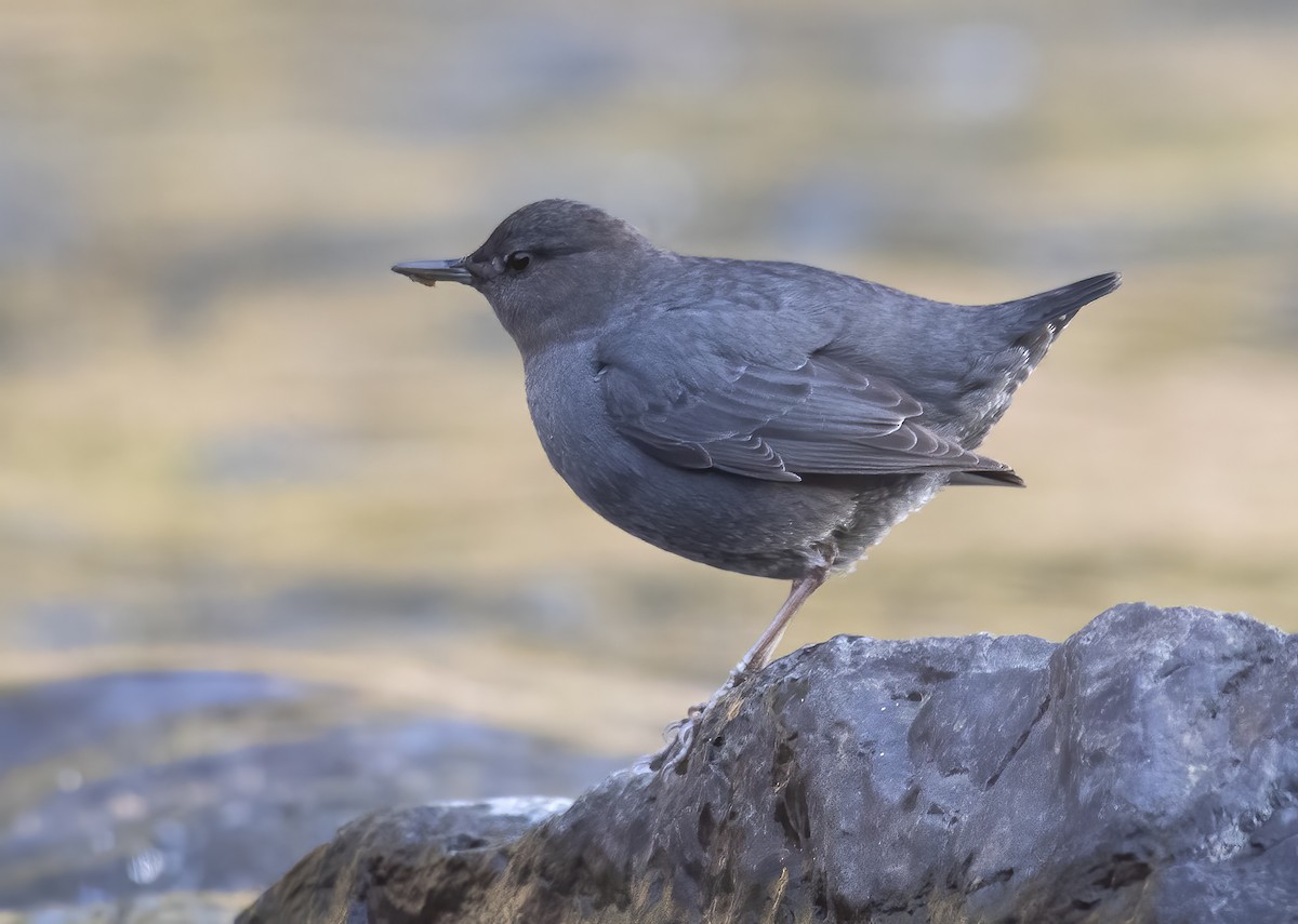 American Dipper - ML613105721