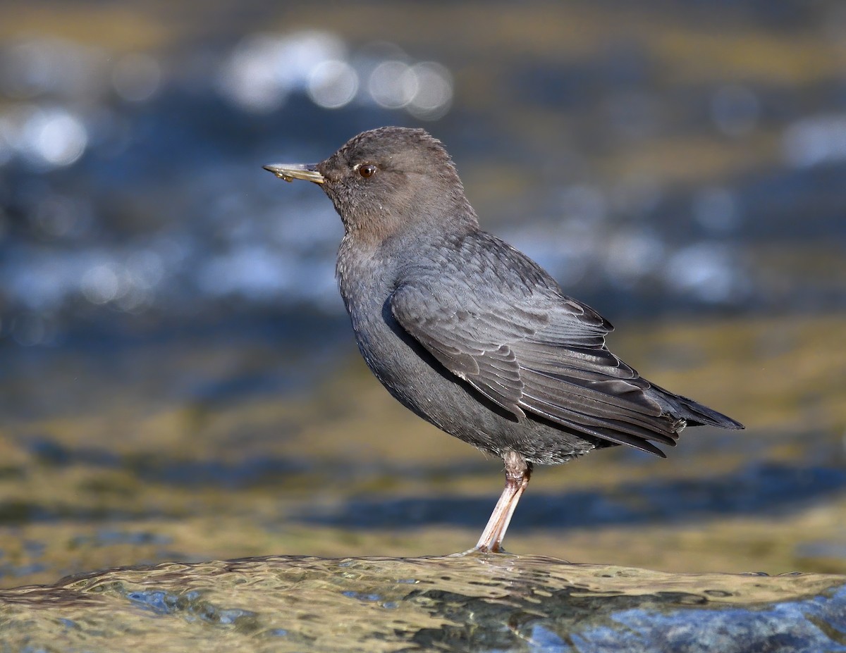 American Dipper - ML613105722