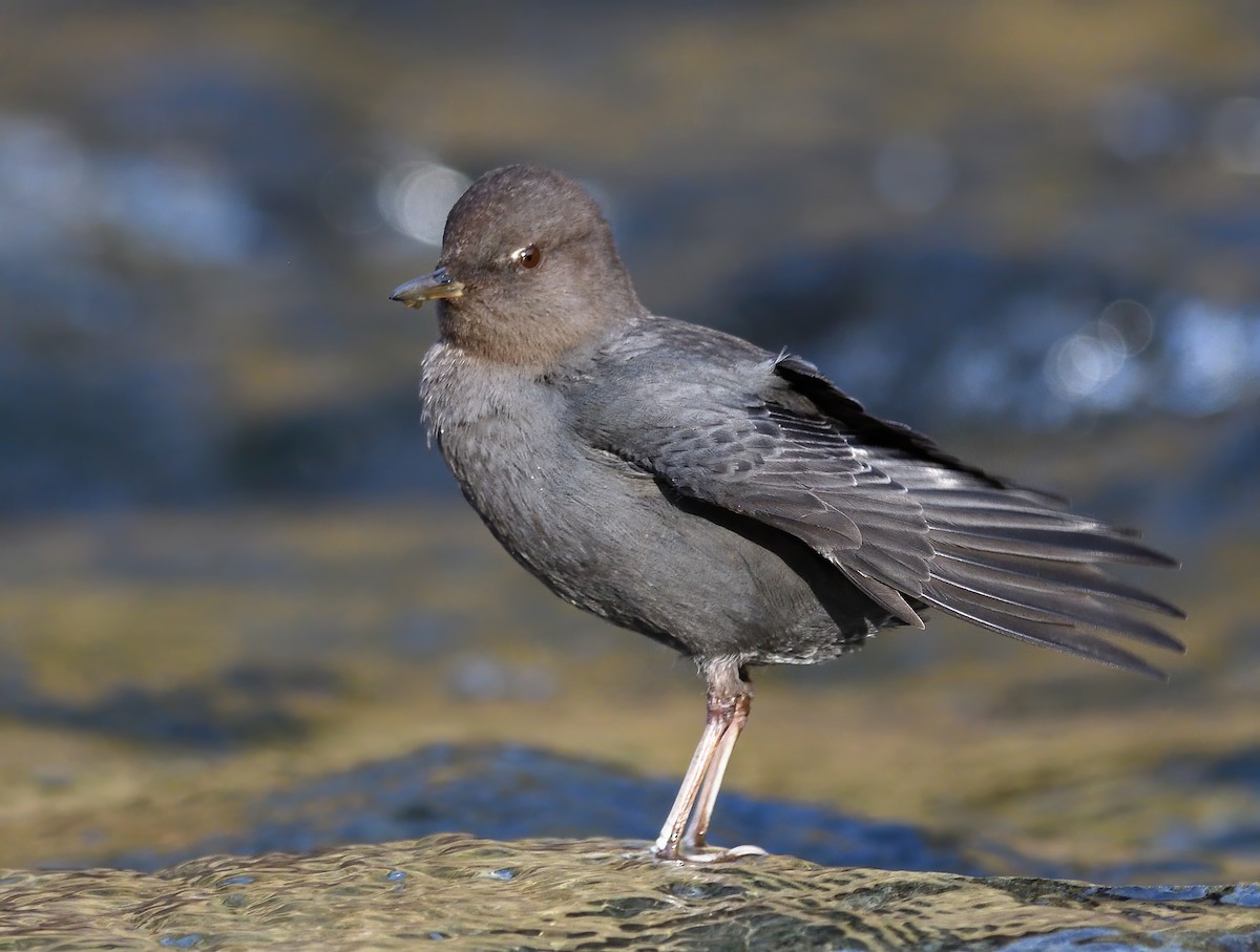 American Dipper - ML613105723