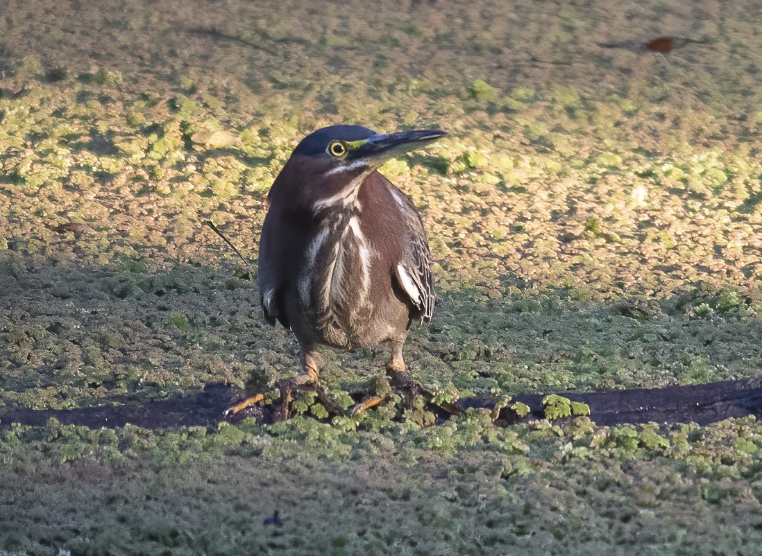 Green Heron - ML613105753