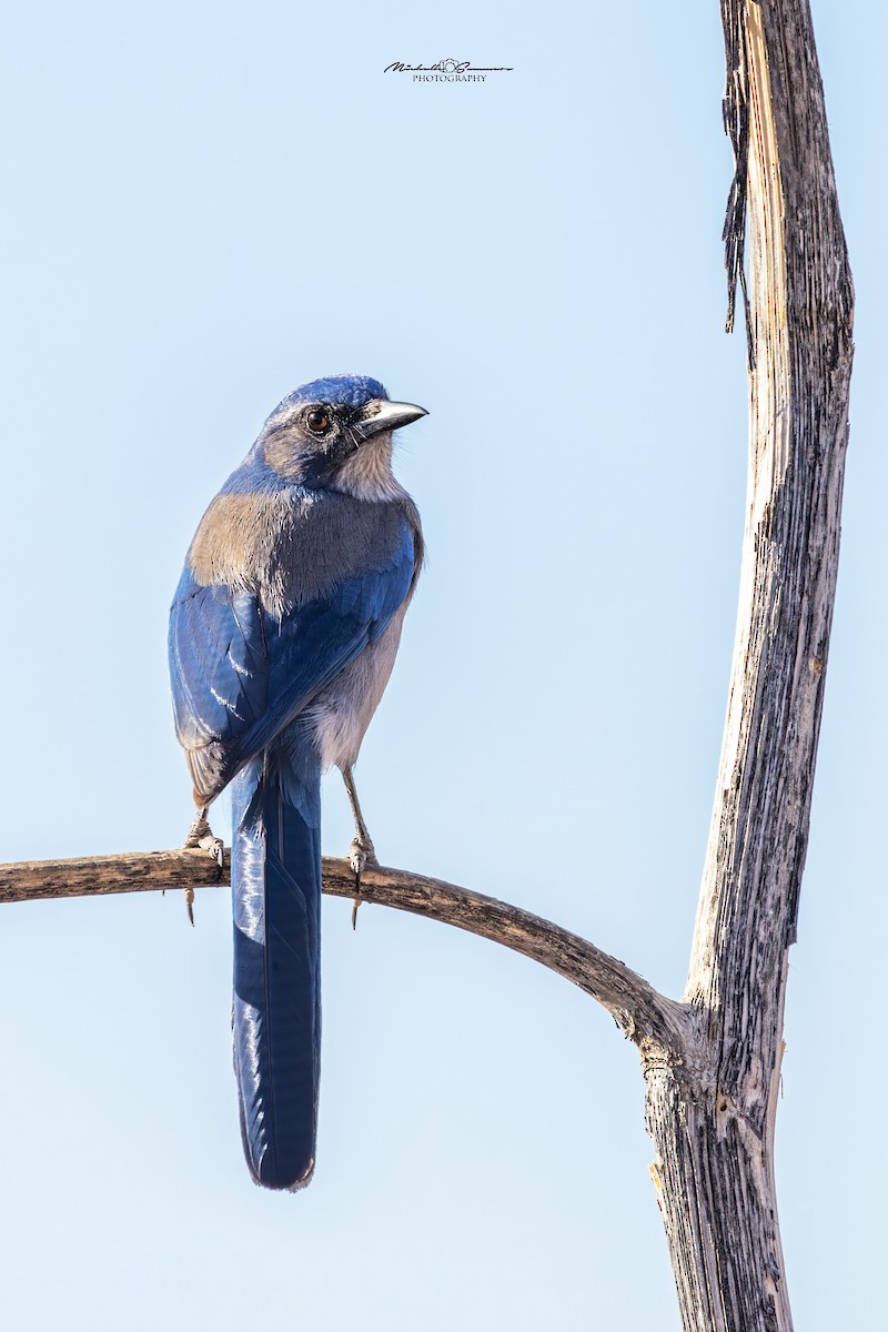 Woodhouse's Scrub-Jay - ML613105826