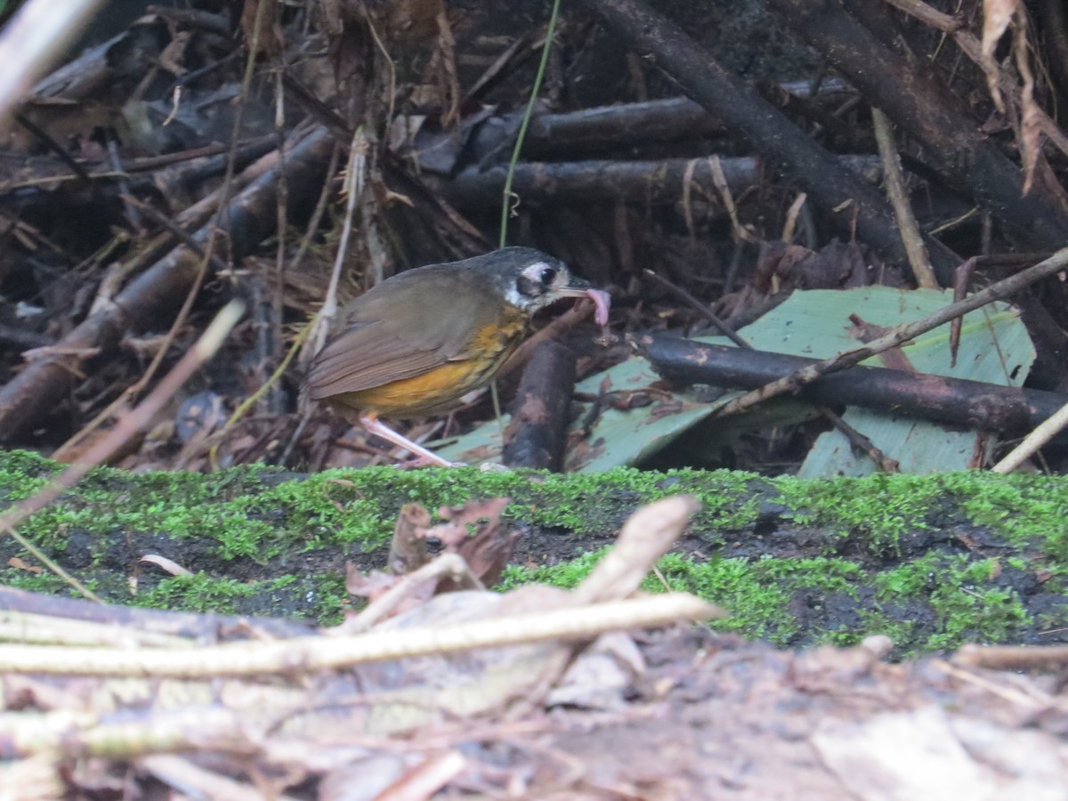 White-lored Antpitta - Matt Hofeditz