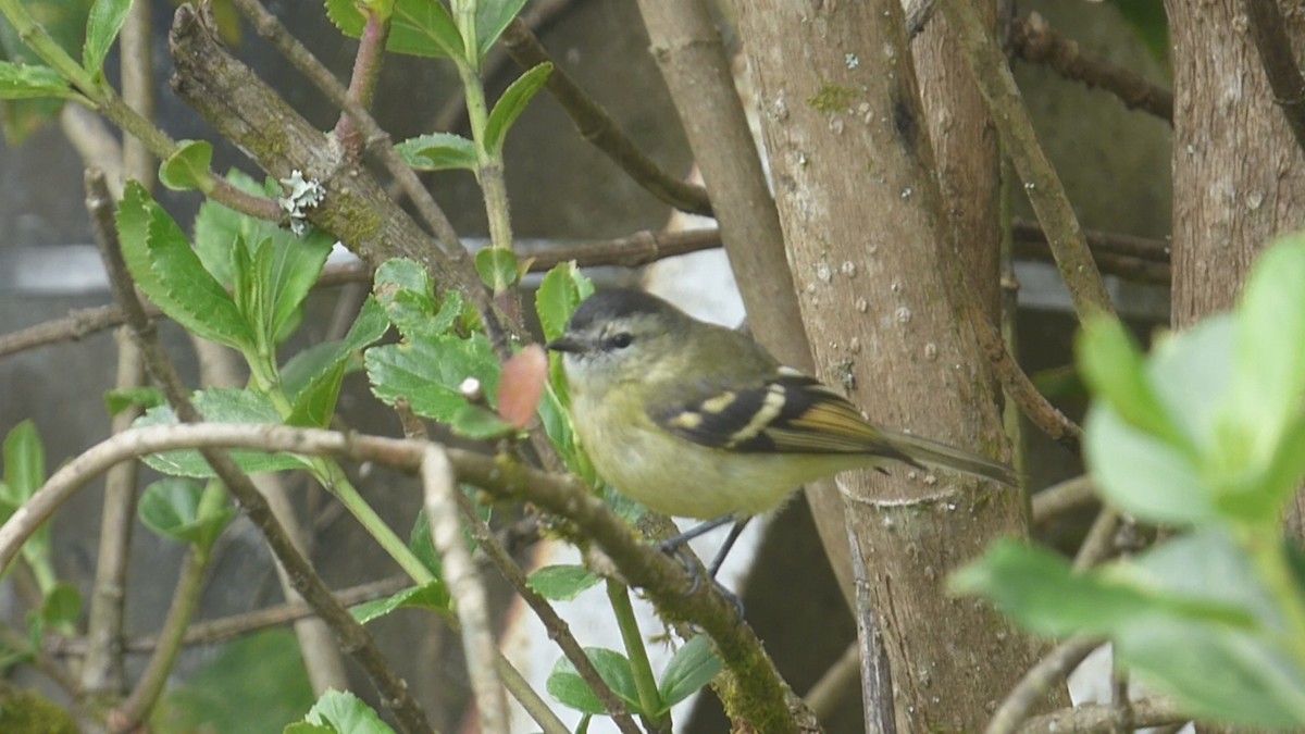 Black-capped Tyrannulet - ML613105837