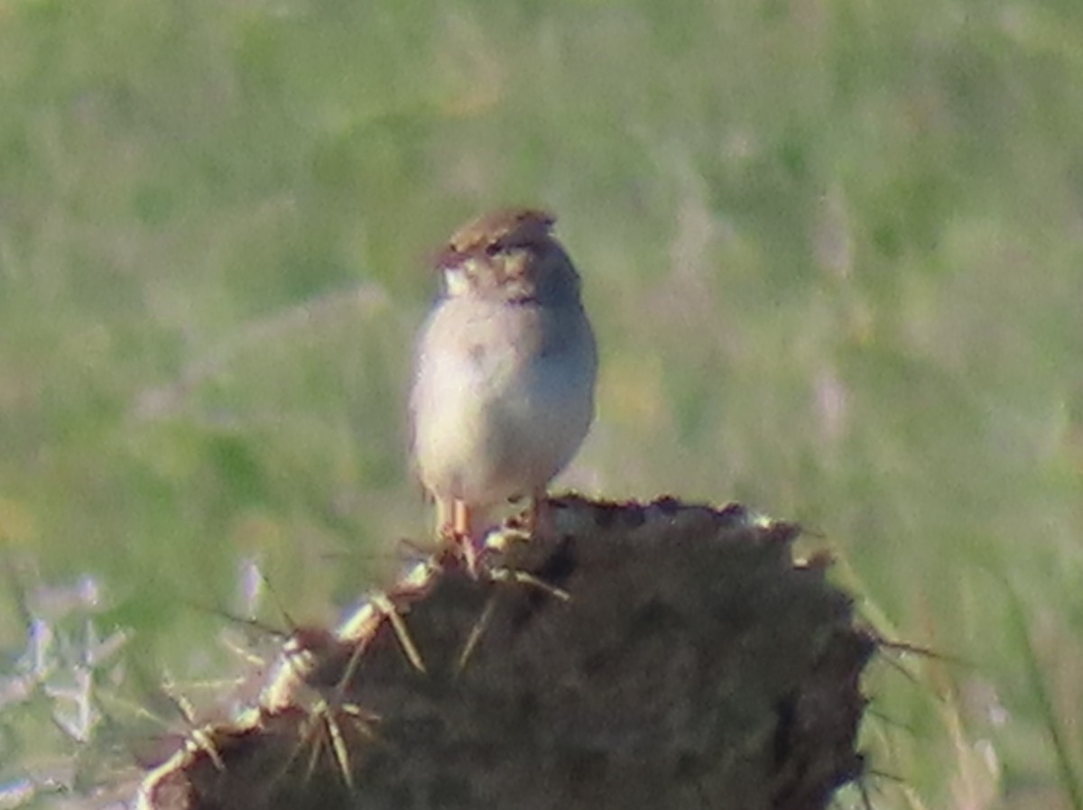 Brewer's Sparrow - ML613105840