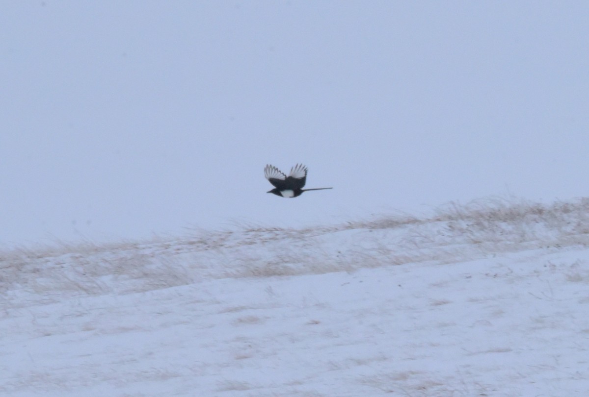 Black-billed Magpie - ML613105857