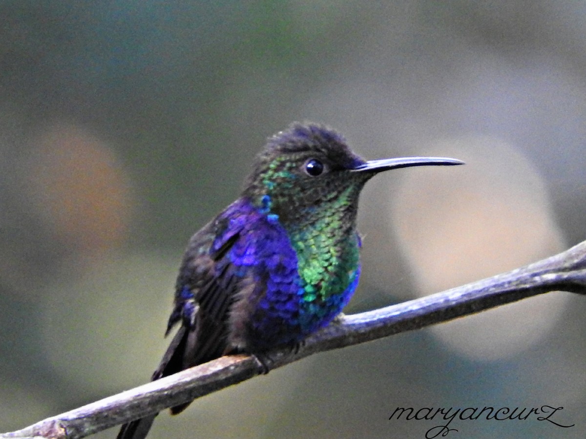 Crowned Woodnymph - ML613105887