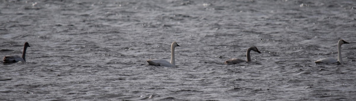 Tundra Swan - Luc Girard