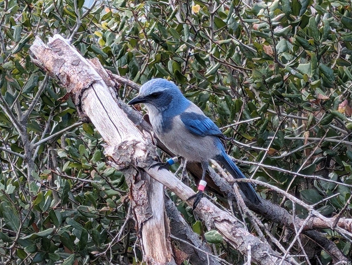 Florida Scrub-Jay - ML613105917