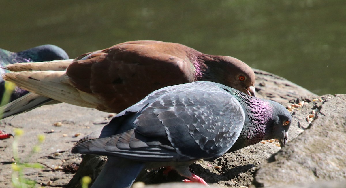 Rock Pigeon - ML613105965