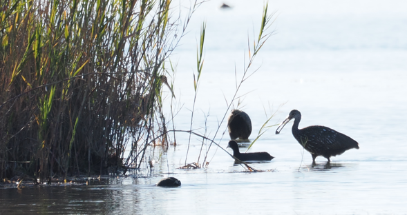 Limpkin - Roshan Nepal