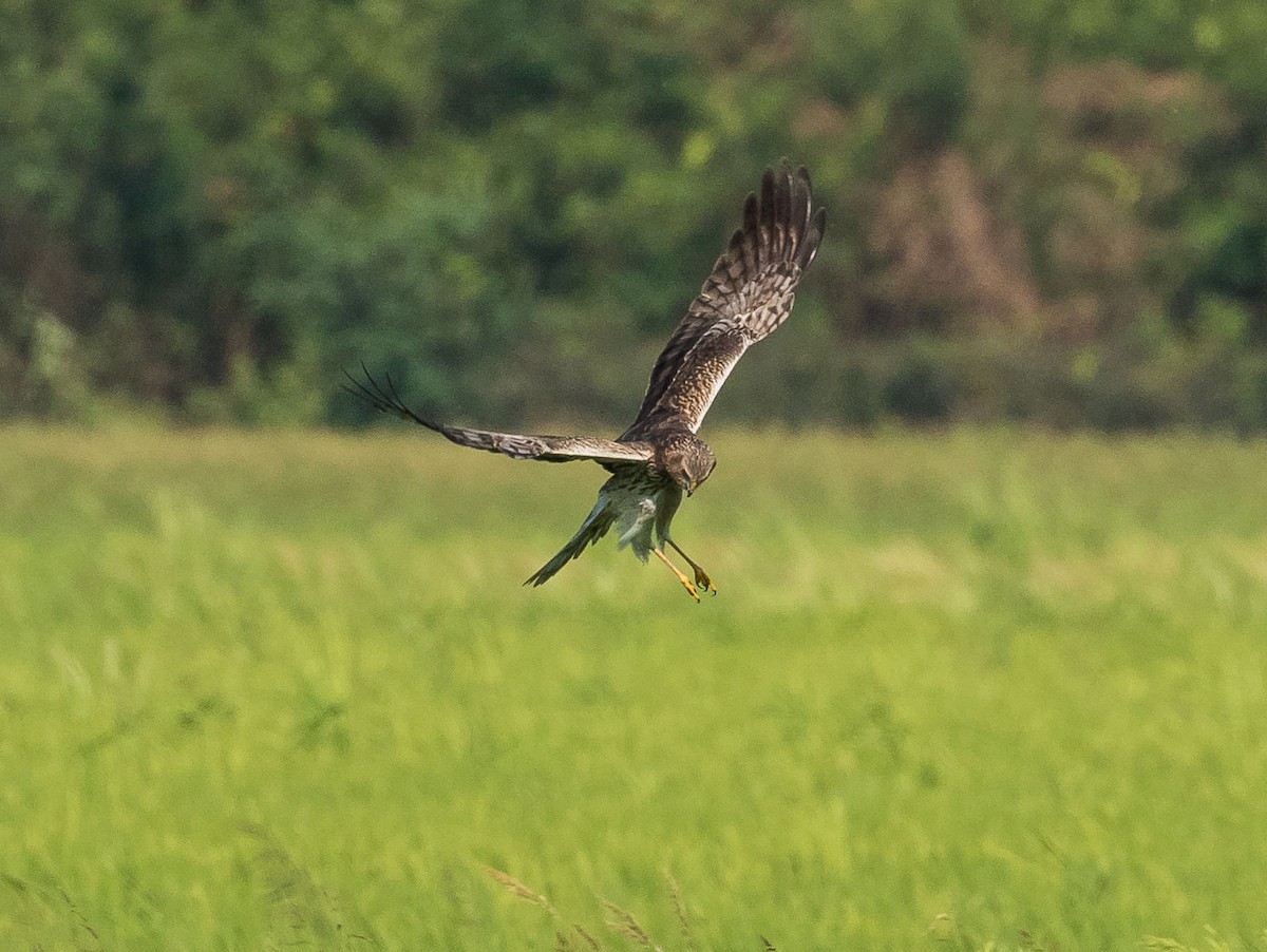 Eastern Marsh Harrier - ML613105993