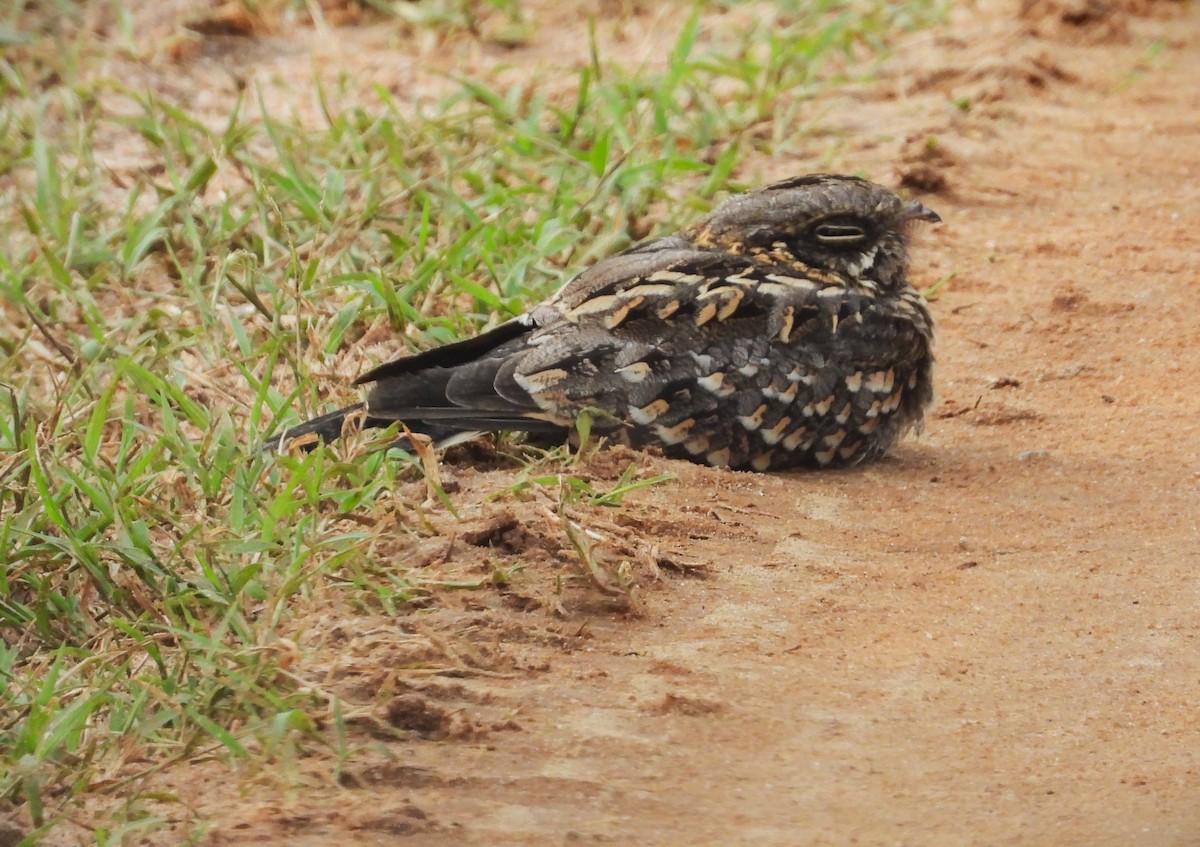 Indian Nightjar - ML613106167