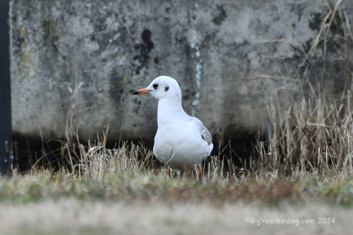 Gaviota Reidora - ML613106175