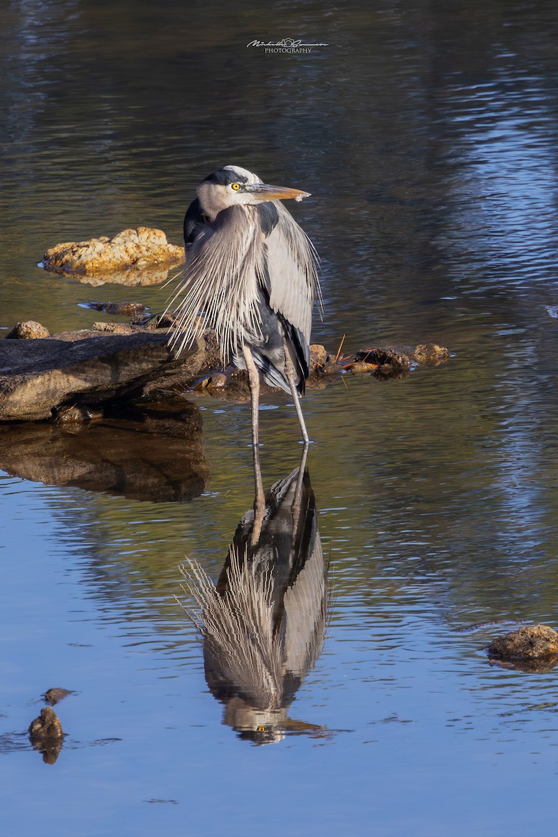 Great Blue Heron - ML613106177