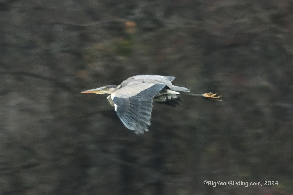 Great Blue Heron - ML613106181