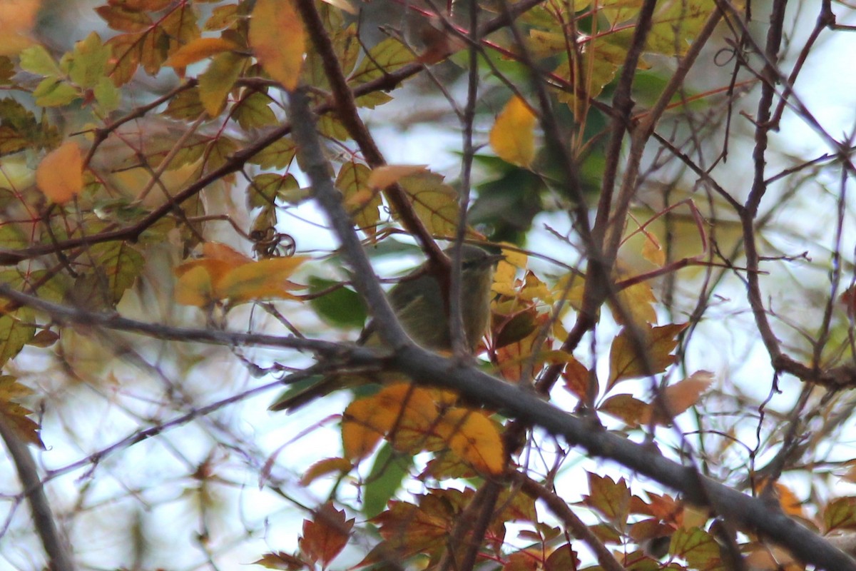 Orange-crowned Warbler - ML613106182