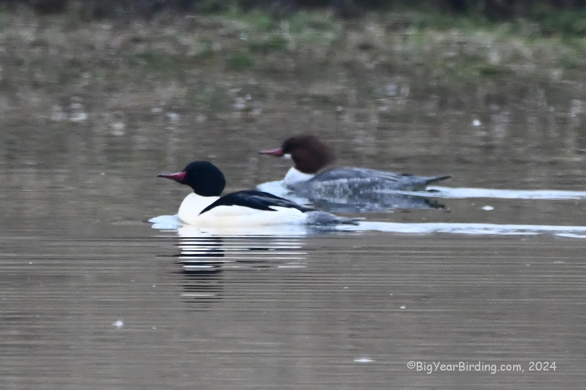 Common Merganser - ML613106193