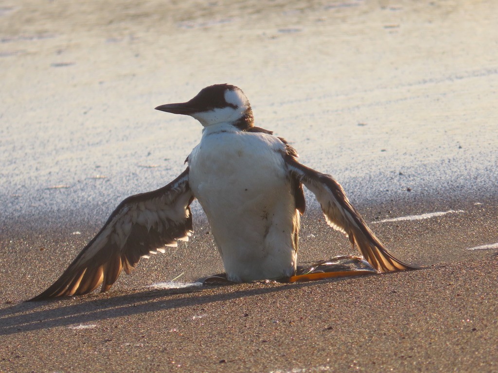 Common Murre - Kathy Dale