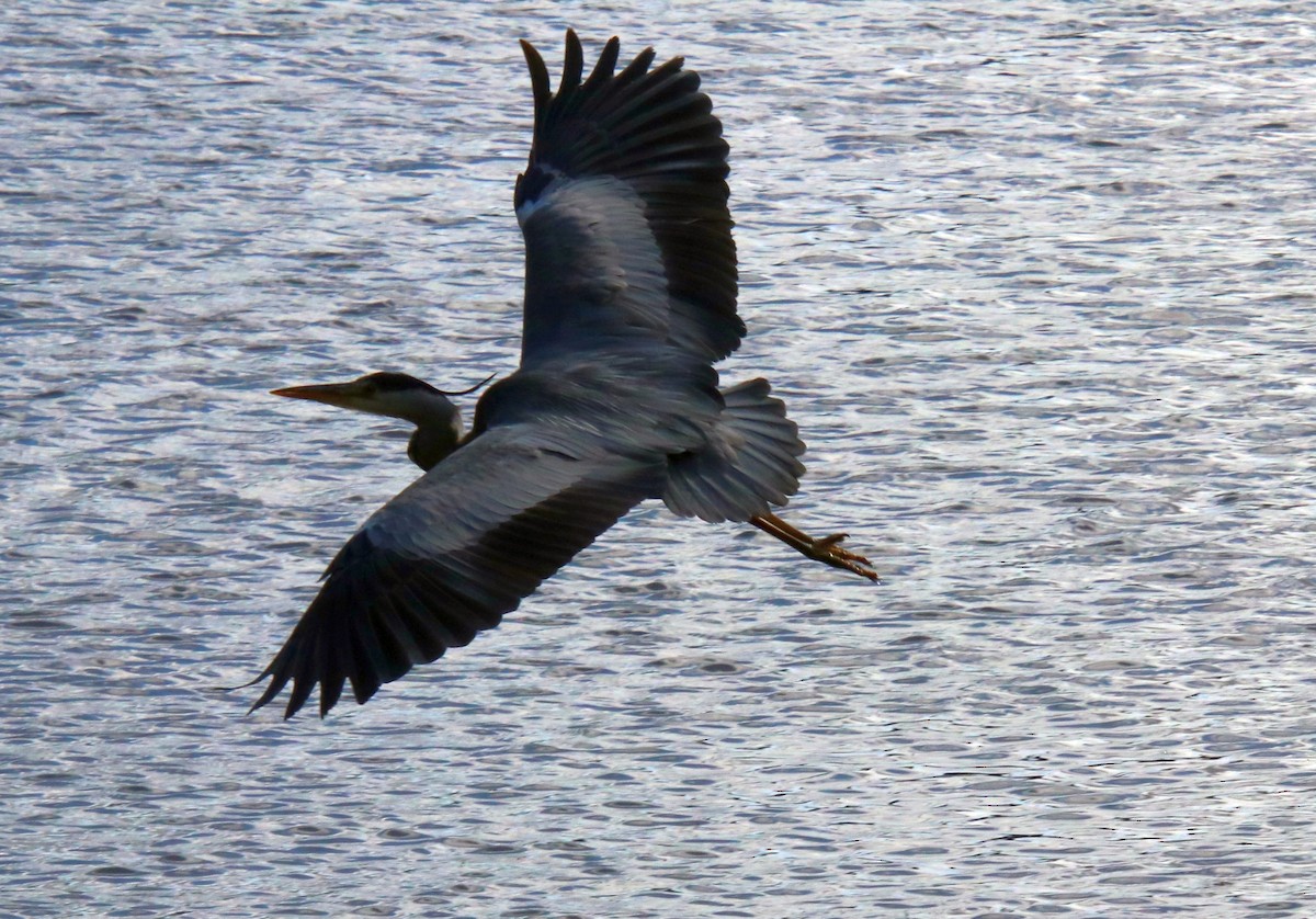 Gray Heron - ML613106196