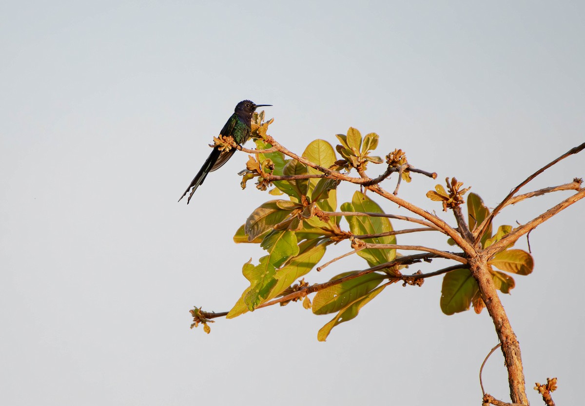 Swallow-tailed Hummingbird - ML613106295
