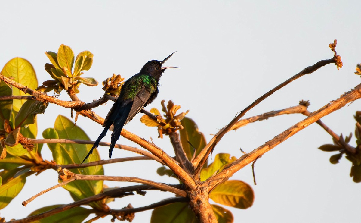 Swallow-tailed Hummingbird - ML613106300