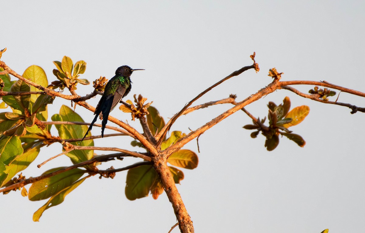 Swallow-tailed Hummingbird - ML613106305