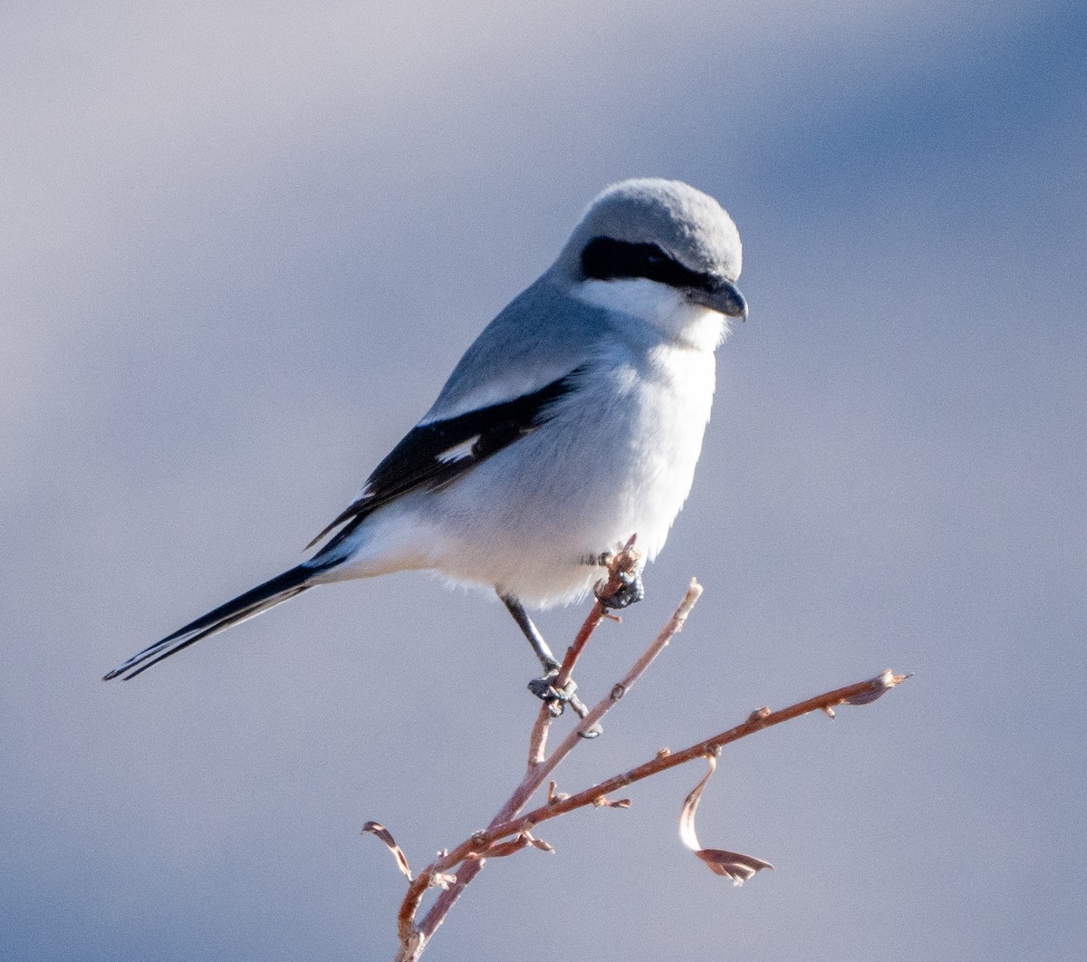 Loggerhead Shrike - Ray Bruun