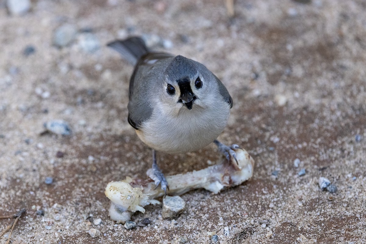 Mésange bicolore - ML613106359