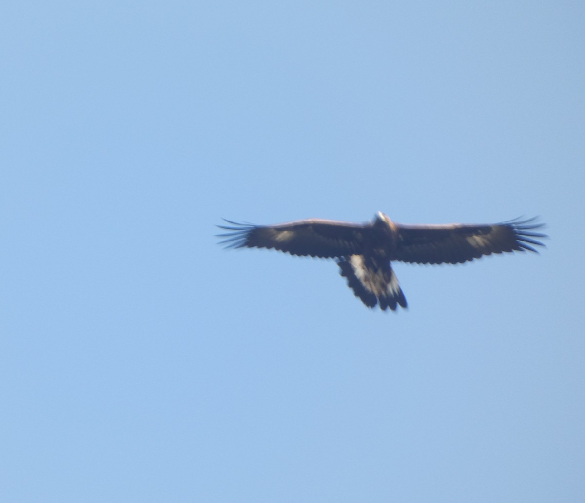 Golden Eagle - Dhruv Swamini