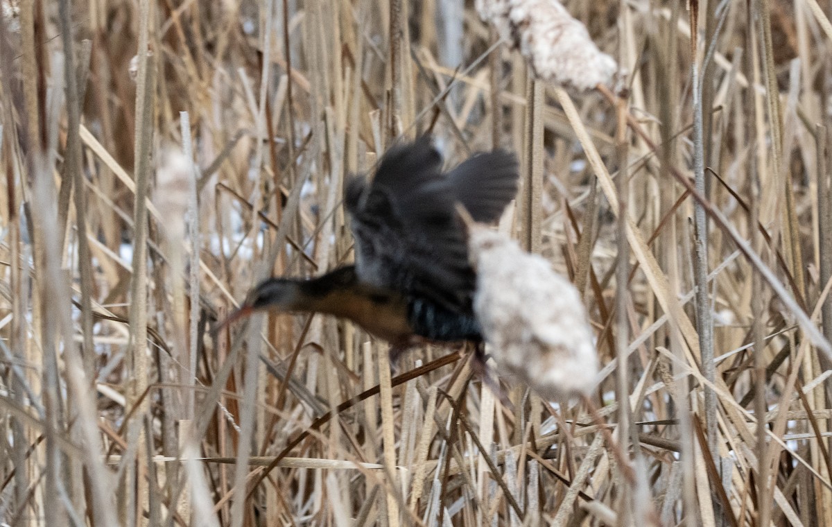 Virginia Rail - John Peckham