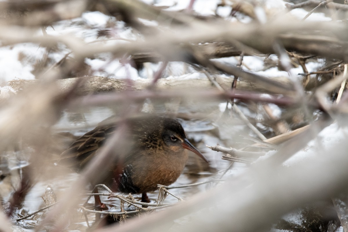 Virginia Rail - John Peckham