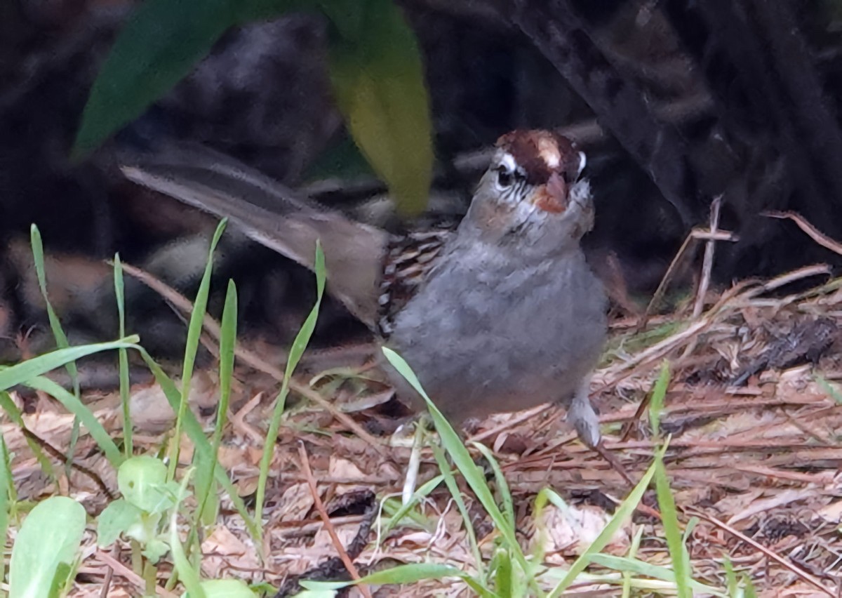 White-crowned Sparrow - ML613106737