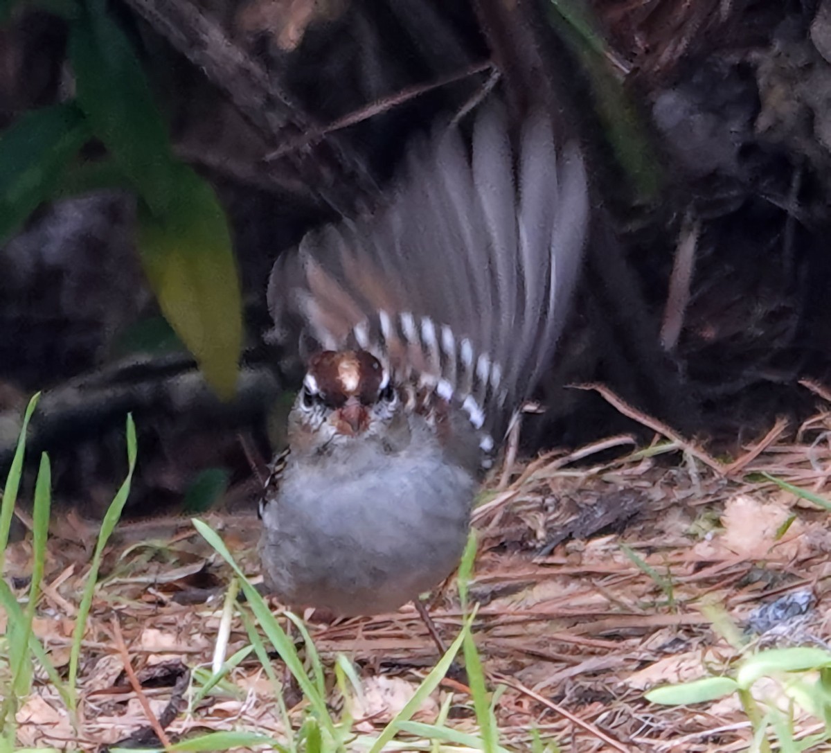 White-crowned Sparrow - ML613106738