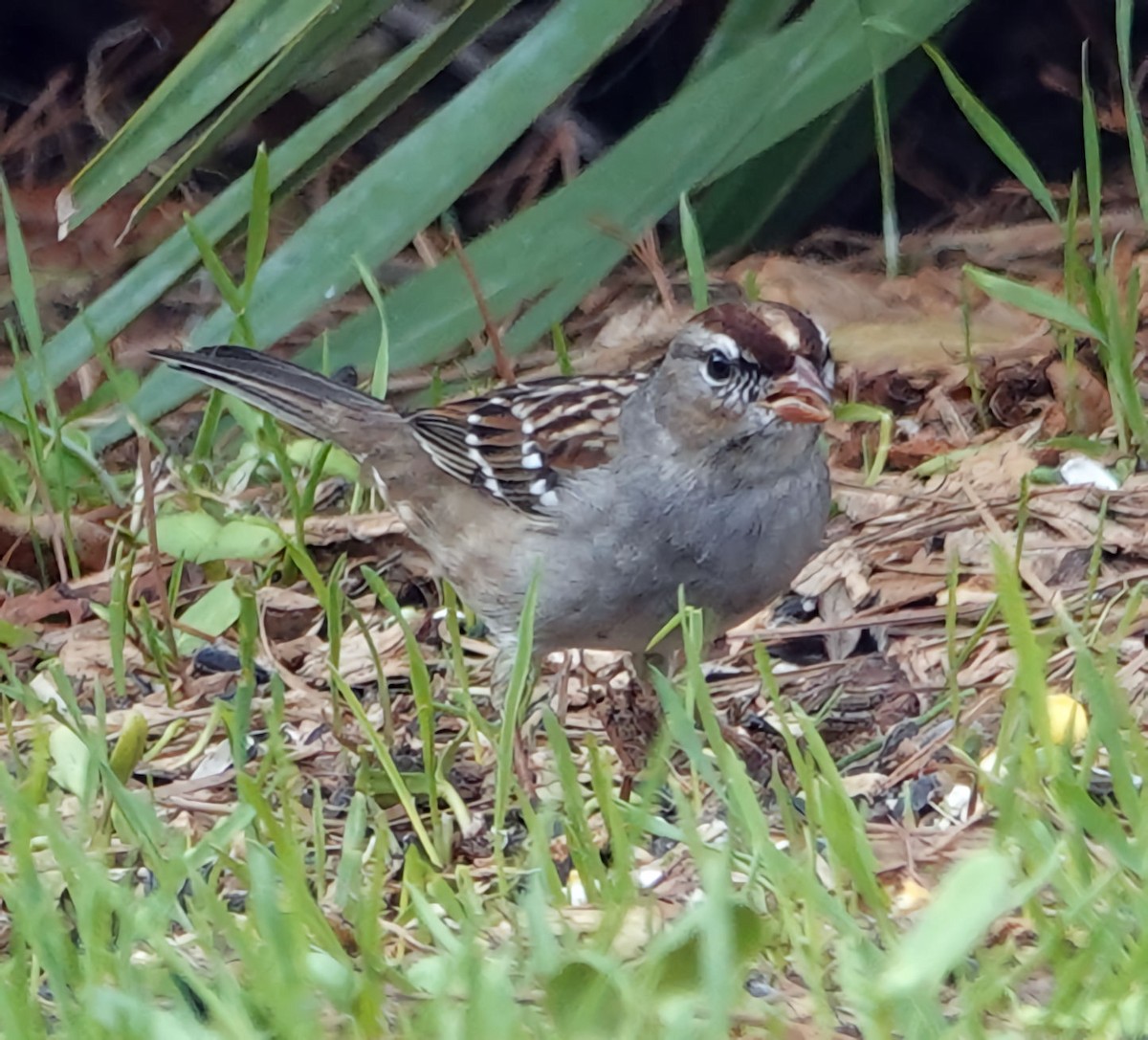 White-crowned Sparrow - ML613106739