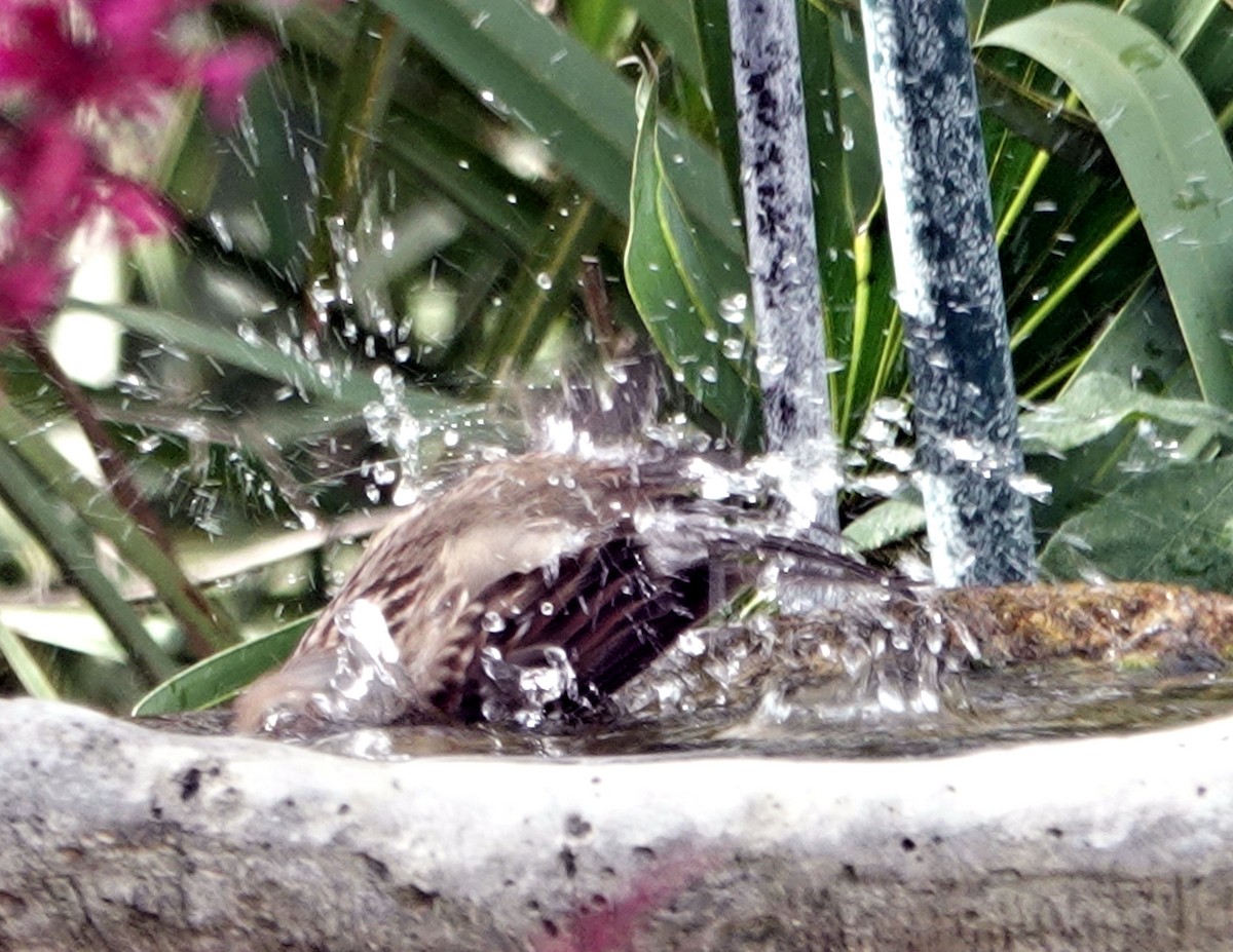 White-crowned Sparrow - ML613106768