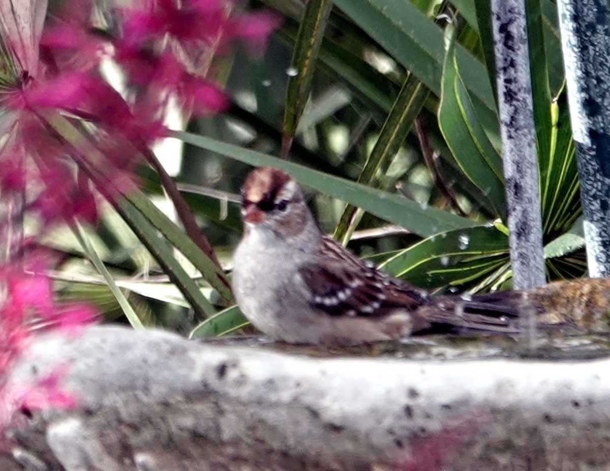 White-crowned Sparrow - ML613106784