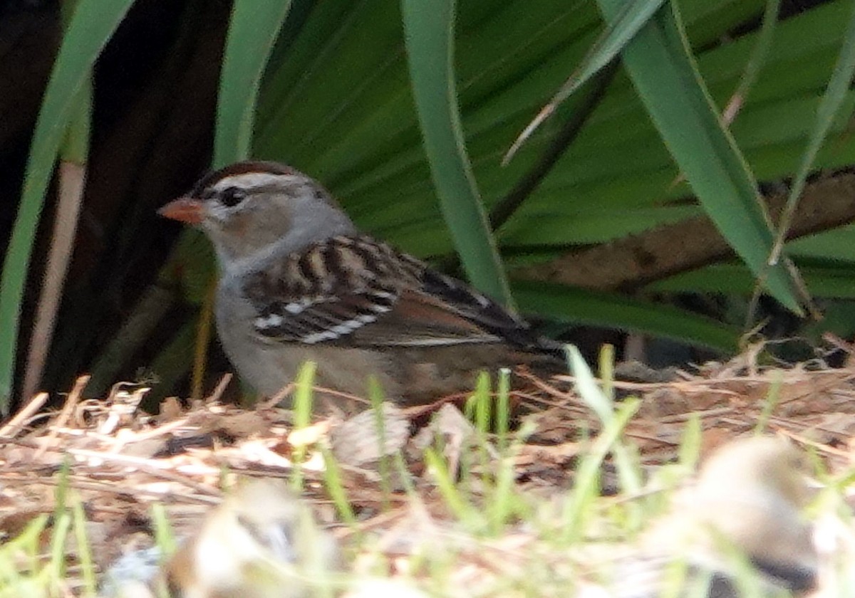 White-crowned Sparrow - ML613106818