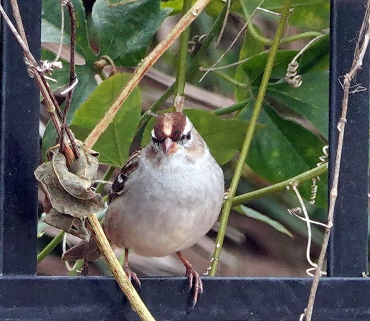 White-crowned Sparrow - ML613106819