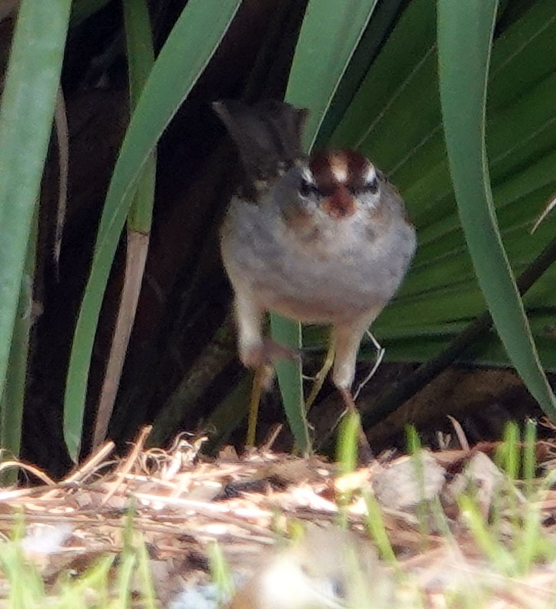White-crowned Sparrow - ML613106820
